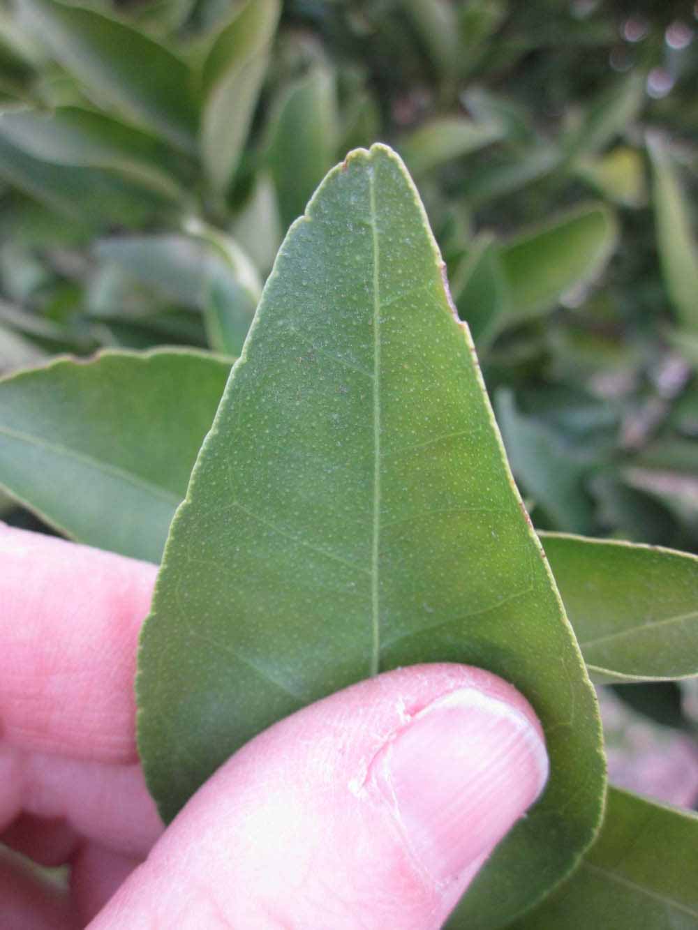              Margin (Winter Haven, FL)       